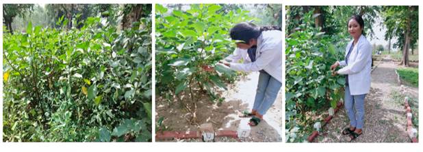 A person bending over to look at a plant

Description automatically generated