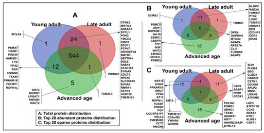 Figure 3 Age-Dependent Changes in Sperm Enzyme Activity 