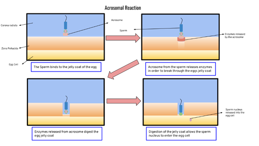 Figure 4 Acrosome Reaction Induced by Sperm Enzyme 