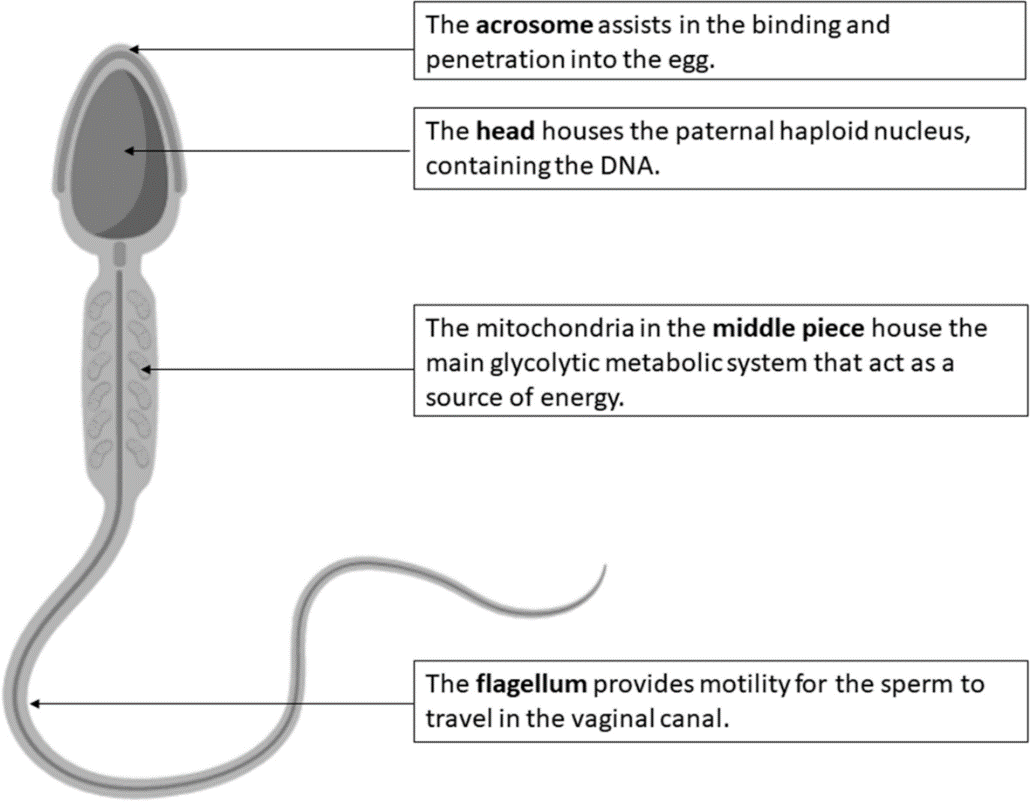 Figure 2 Correlation between Sperm Enzyme Activity and Sperm Motility