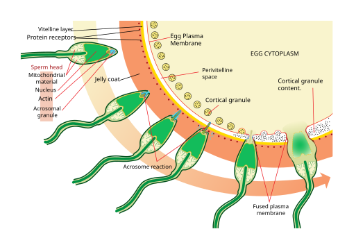 C:\Users\Rehan\Desktop\Acrosome_reaction_diagram_en.svg.png