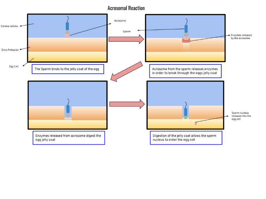 Figure 4 Acrosome Reaction Induced by Sperm Enzyme