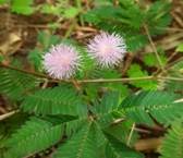 A close up of a plant

Description automatically generated