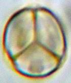 A peace sign with a rainbow colored circle

Description automatically generated