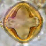 A close up of a cell

Description automatically generated