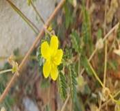 A yellow flower on a plant

Description automatically generated