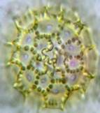 A close-up of a microscopic view of a plant

Description automatically generated