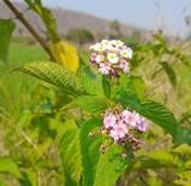 Close-up of a plant with flowers

Description automatically generated