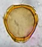 A close-up of a yellow circle

Description automatically generated