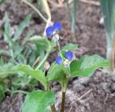 A close-up of a plant

Description automatically generated