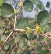 A close up of a plant

Description automatically generated