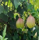 A close up of a plant

Description automatically generated