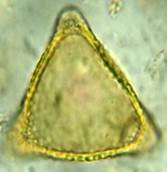 A close-up of a yellow triangle

Description automatically generated