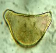 A close-up of a green object

Description automatically generated