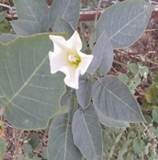 A white flower on a plant

Description automatically generated