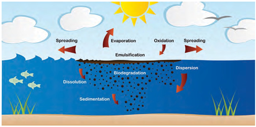 Diagram of a water cycle

AI-generated content may be incorrect.