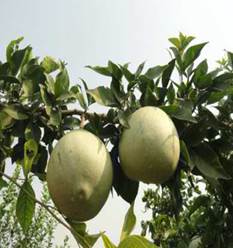 A close-up of fruit on a tree

Description automatically generated