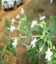 A close-up of a plant with white flowers

Description automatically generated