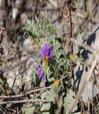 A purple flower growing out of a plant

Description automatically generated