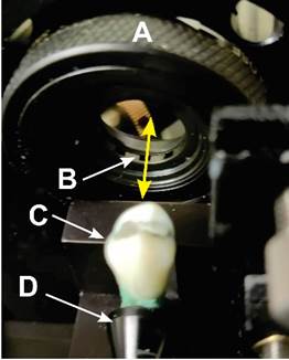 Close-up of a tooth being applied to a dental floss

Description automatically generated