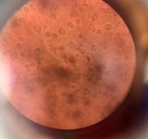 A close up of a red circle

Description automatically generated