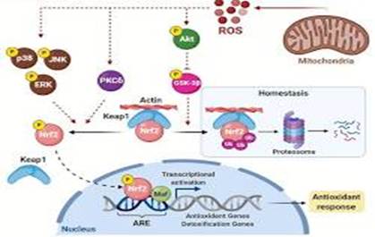 Nrf2 Keap1 ARE pathway oxidative stress diagram, AI generated