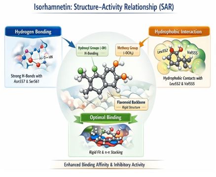 Structure -Actibity Relationship ( SAR) of Ligand Isorhamnetin