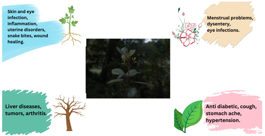 A close-up of several trees
AI-generated content may be incorrect.