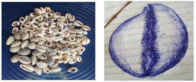 A picture containing mollusk

Description automatically generated