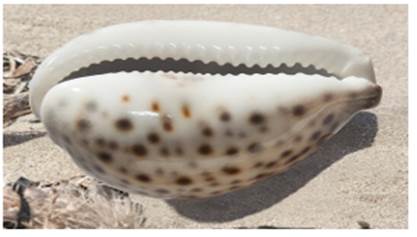 A picture containing mollusk, invertebrate, cowrie

Description automatically generated