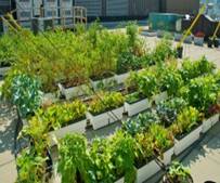 Sky Garden is a rooftop vegetable garden at the University of Toronto. The garden is volunteer-run and produces approximately 500 lbs of fresh, organic vegetables every year. Most of our harvest goes to the student food bank. Urban Agriculture, Urban Farming, Sky Garden, Home And Garden, Living Roofs, Beautiful Fruits, Garden Quotes, Outdoor Learning, Rooftop Garden