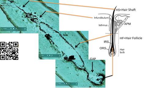 Diagram

Description automatically generated