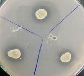 A petri dish with white liquid

Description automatically generated