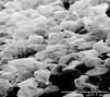 Description: carbon dioxide