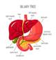 Description: The Importance Of Bile In Digestion