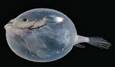Deep sea fish - Alchetron, The Free Social Encyclopedia