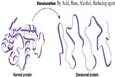 Protein denaturation. | Download Scientific Diagram
