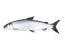 Lake Whitefish - Flathead Lakers