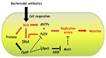 Antibiotics | Free Full-Text | Bacterial Responses and Genome ...