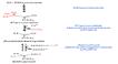 File:Ethanol Fermentation english.png - Wikimedia Commons