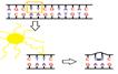 How does sunshine make you tan? | Ease Into Science