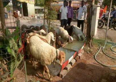A group of sheep drinking water

Description automatically generated