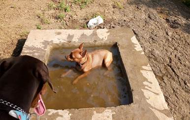 A dog in a puddle of water

Description automatically generated