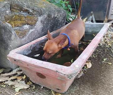 A dog in a rectangular container

Description automatically generated