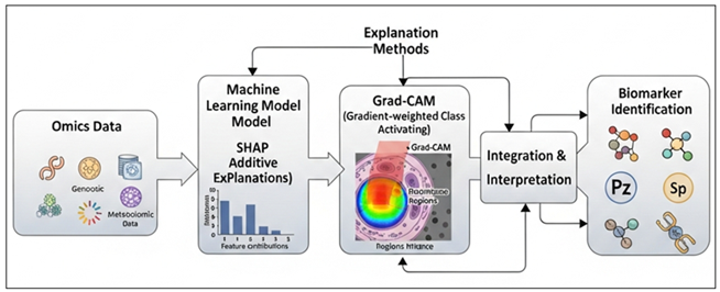 Explainable AI Framework for Biomarker Discovery from Multi-Omics Data